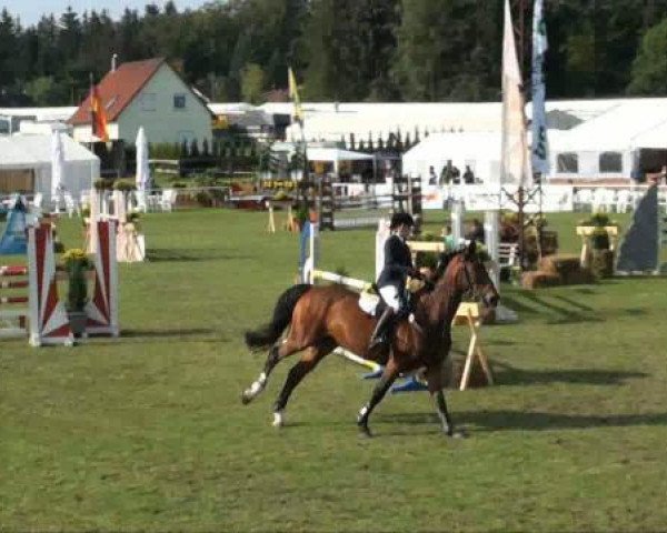 jumper Cäpt’n Grannus (Hanoverian, 1996, from Capitol II)