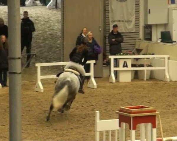 jumper Grode Jung S (Hanoverian, 2003, from Graf Top)