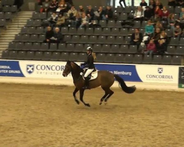 Springpferd Lilli 150 (Hannoveraner, 2002, von Le Cou Cou)