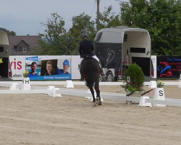 Reitturnier Wädenswil 2022
