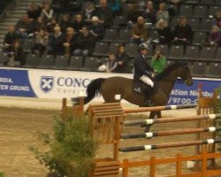 Springpferd Elba 31 (Oldenburger, 2001, von Contender)