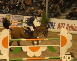 jumper Belle Dame Z (Zangersheide riding horse, 2004, from Berlin)