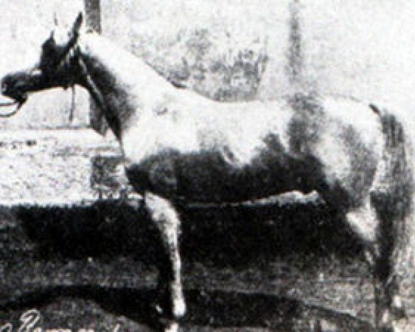 Deckhengst Rhymnik ox (Vollblutaraber, 1876, von Kortez ox) Deckhengst Rhymnik ox (Vollblutaraber, 1876, von Kortez ox)