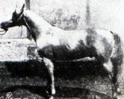 stallion Rhymnik ox (Arabian purebred, 1876, from Kortez ox)