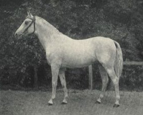 Deckhengst Shagya X ShA (Shagya-Araber, 1899, von Shagya VII)