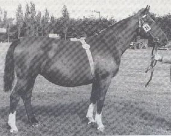 Zuchtstute Infra (Holsteiner, 1950, von Fanatiker 3219)