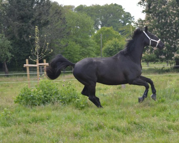 jumper Black Jack 232 (Westphalian, 2013, from Baron)