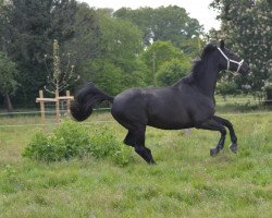jumper Black Jack 232 (Westphalian, 2013, from Baron)