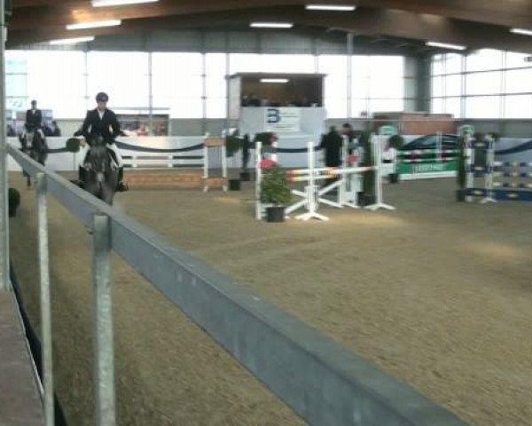 jumper Zauberfee 38 (Holsteiner, 2007, from Clearway)