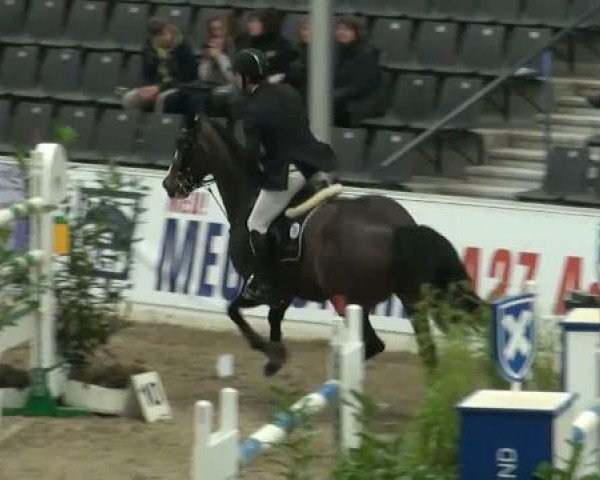 Springpferd Rue Blanche (Luxemburgisches Reitpferd, 1999, von Rabino)