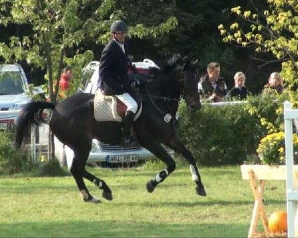 Springpferd Ulina 12 (Holsteiner, 2004, von Cosimo)