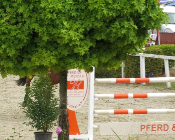 Reitturnier St.Wendel, Gestüt Welvert 2022