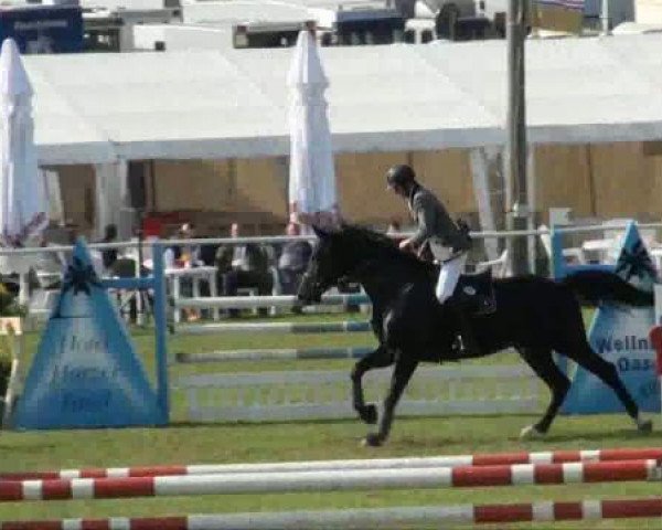 jumper Contendros Boy (Hanoverian, 2003, from Contendro I) jumper Contendros Boy (Hanoverian, 2003, from Contendro I)