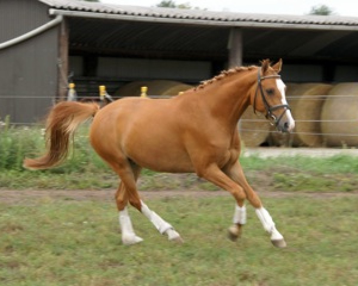dressage horse Scampofeo (German Riding Pony, 2006, from Scampolo)