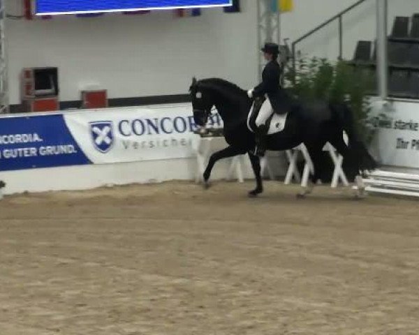 dressage horse Cidre (Hessian Warmblood, 1996, from Charly Chaplin)