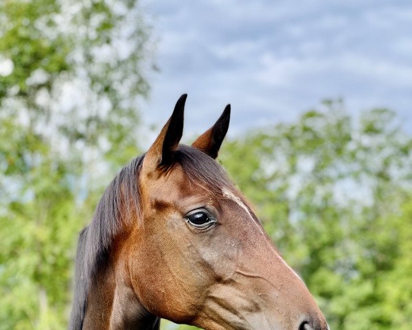 dressage horse Goldmarie 4 (Hanoverian, 2020, from Goldberg)