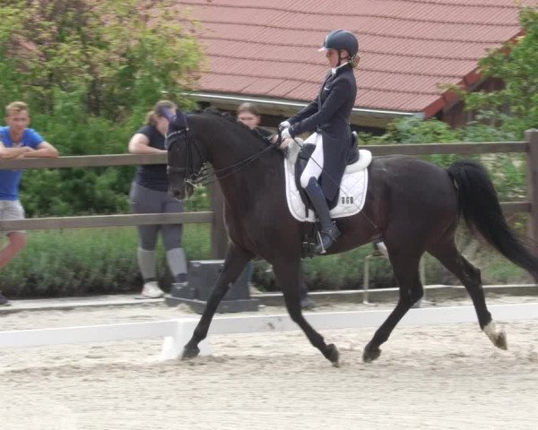 Reitturnier Bübinger Hof 2022