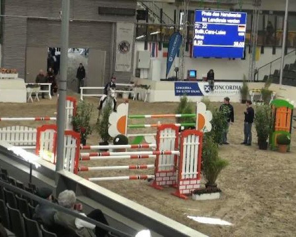broodmare Alina 306 (Saxony-Anhaltiner, 2001, from Askari)
