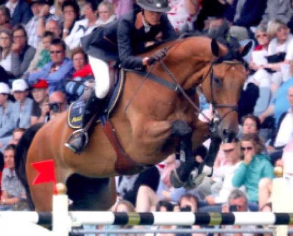 Springpferd Calvie (Oldenburger, 2001, von Calvaro Z) Springpferd Calvie (Oldenburger, 2001, von Calvaro Z)