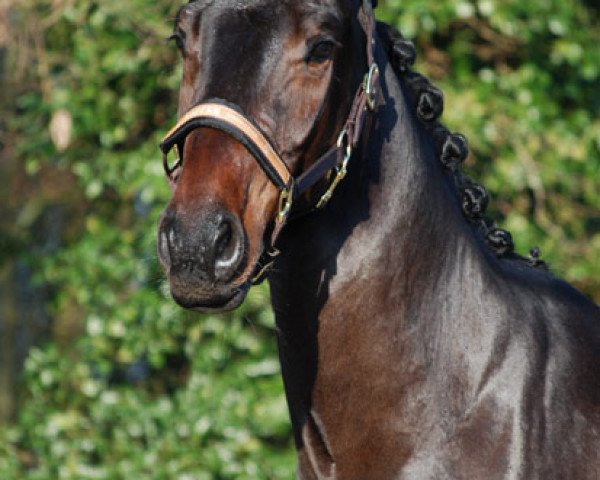 Pferd Cimento (Holsteiner, 2008, von Cormint)