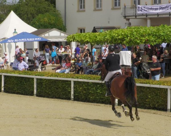Reitturnier St.Wendel, Gestüt Welvert 2022