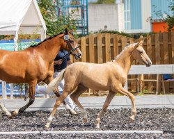 horse Goldana (German Riding Pony, 2022, from HET Golden Dream)