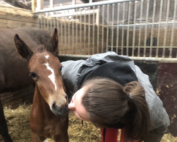 Pferd Éclair d’Amour (Schwedisches Warmblut, 2021, von Kentucky van 't Ruytershof)