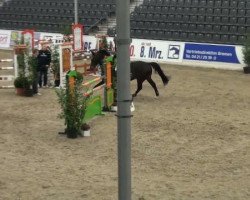 jumper All Star 4 (Hanoverian, 2005, from Adlantico As)