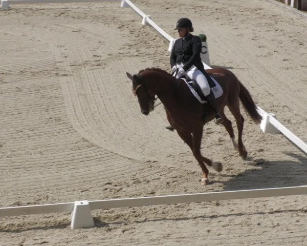 Reitturnier Bübinger Hof 2022