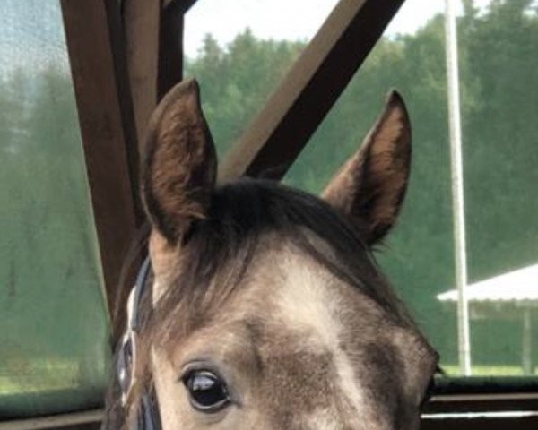 Pferd Whynot Shine on (Pinto/Pony, 2017, von Why not Pinot Noir)