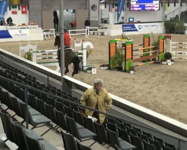 jumper Savoy 51 (Hanoverian, 2005, from Stolzenberg)