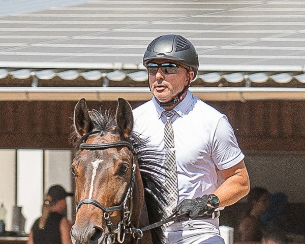jumper Belsy 2 (Hanoverian, 2014, from Belconi) jumper Belsy 2 (Hanoverian, 2014, from Belconi)