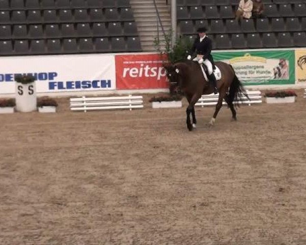 Dressurpferd Fürst Pless (Hannoveraner, 2001, von Fabriano)