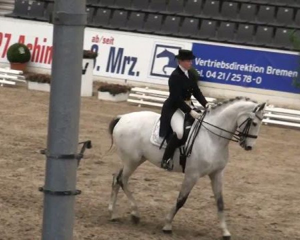 horse Royal Champ 3 (Hanoverian, 2001, from Royal Diamond) horse Royal Champ 3 (Hanoverian, 2001, from Royal Diamond)