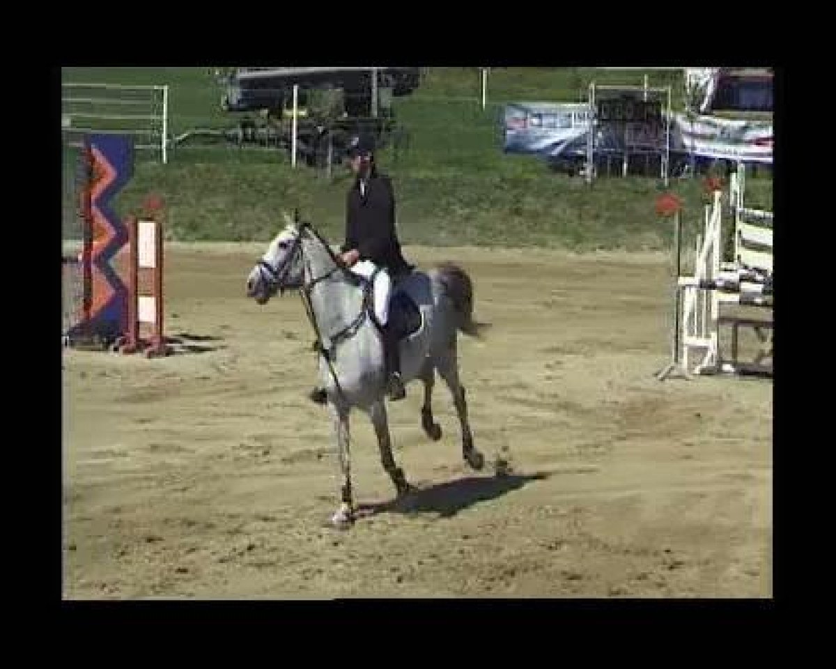 Springpferd Calata 4 (Württemberger, 2005, von Calato)