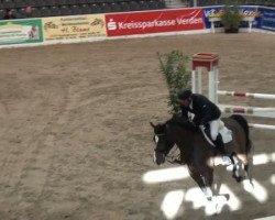 broodmare Utah 13 (Holsteiner, 2004, from Chambertin)