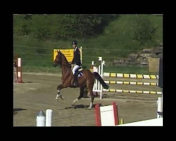 jumper Quin Cento (Württemberger, 2005, from Quite Capitol)
