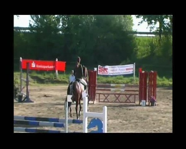 jumper Gardea 3 (Württemberger, 1995, from Gardez)
