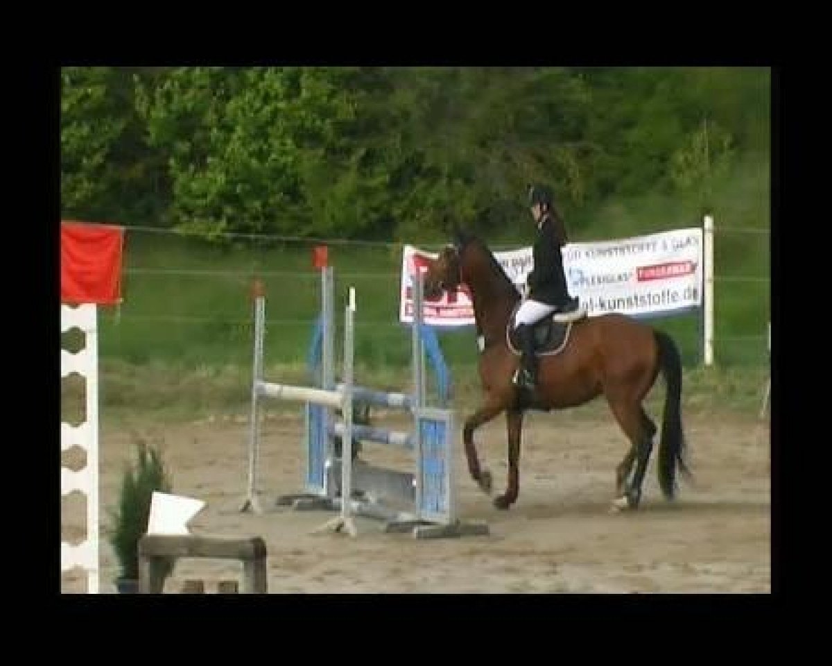 broodmare Luzi G (Westphalian, 2004, from Leonetti)