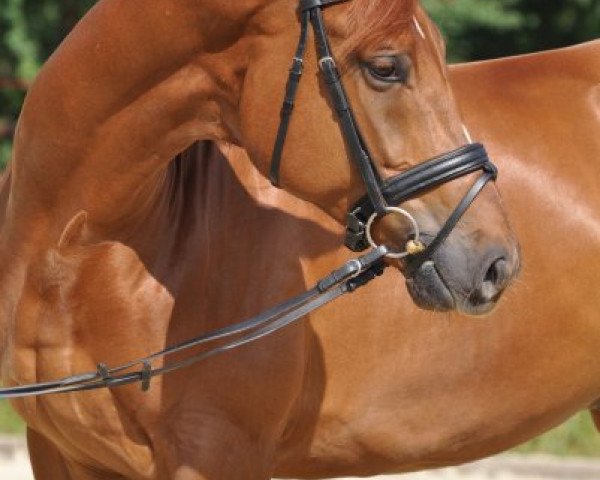 dressage horse Fritzchen 58 (Westphalian, 2003, from Fürst Piccolo)
