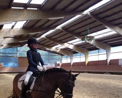 dressage horse Jagna (Konik, 2006)