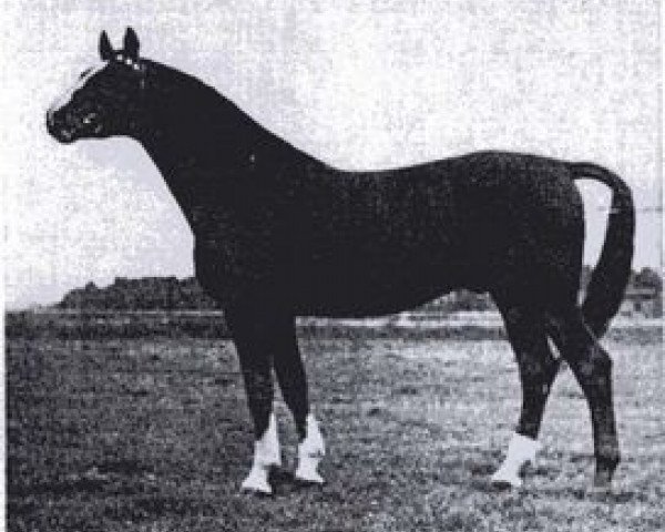 Deckhengst Abendstern 3972 (Trakehner, 1935, von Poseidon) Deckhengst Abendstern 3972 (Trakehner, 1935, von Poseidon)
