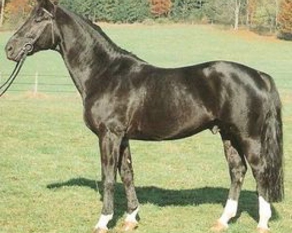 stallion Abendruf (Württemberger, 1980, from Abendstern) stallion Abendruf (Württemberger, 1980, from Abendstern)