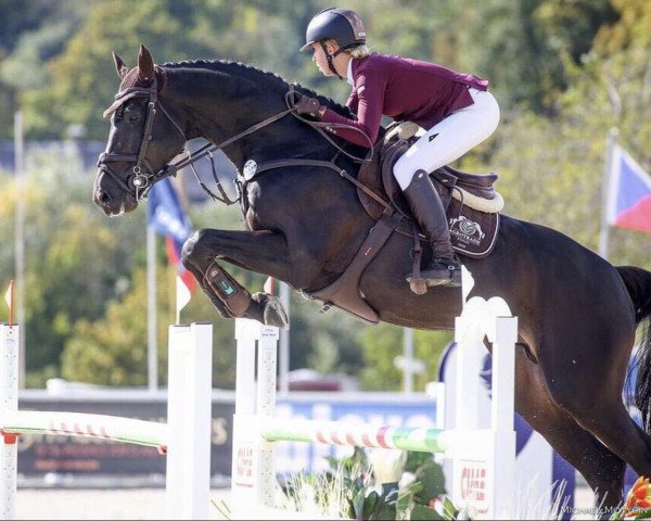 jumper Concaba (Oldenburg show jumper, 2011, from Conthargos)