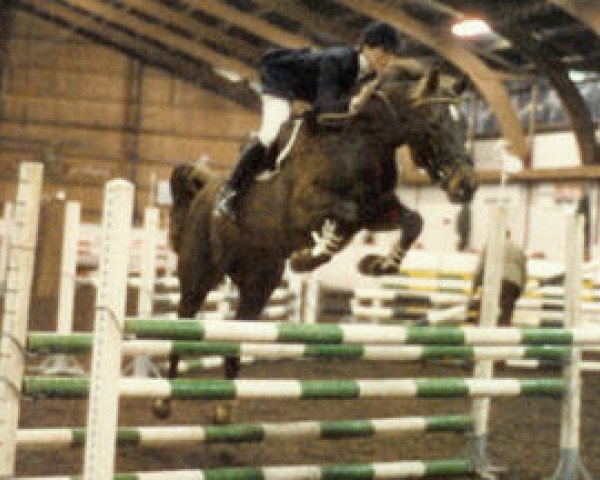 broodmare Aafke (KWPN (Royal Dutch Sporthorse), 1982, from Ufarno)