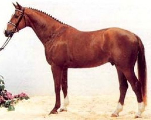 Deckhengst A'Khan Z (Hannoveraner, 1991, von Alexis Z)