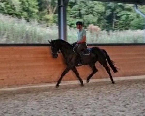 horse De Longhi B (Westphalian, 2017, from DeLorean)