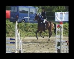 Springpferd Queen Folia (Holsteiner, 2007, von Quidam de Revel)