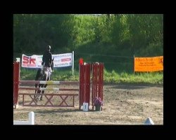 Springpferd El Dorado 76 (Hannoveraner, 2003, von El Bundy)