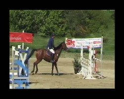jumper Charlett 18 (Holsteiner, 2006, from Con Air)